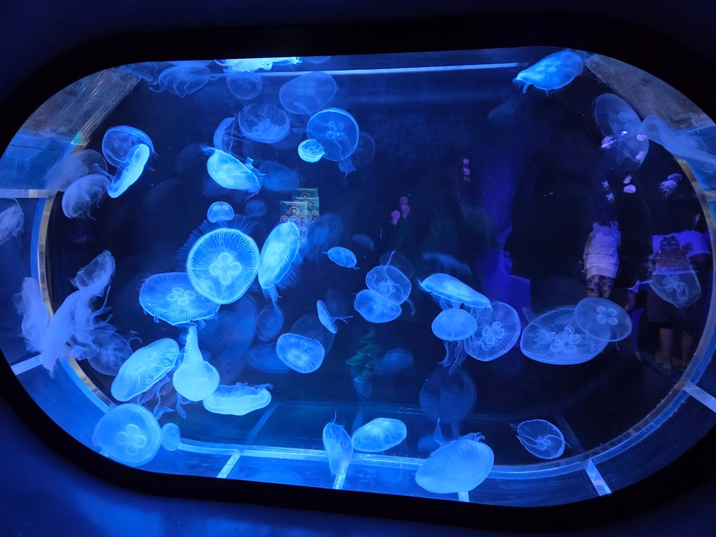 Jellyfish are pretty neat